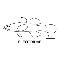 Line drawing of eleotridae