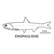 Line drawing of engraulidae