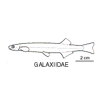 Line drawing of galaxiidae