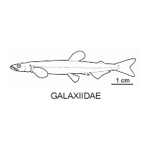 Line drawing of galaxiidae