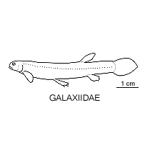 Line drawing of galaxiidae