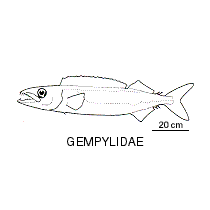 Line drawing of gempylidae
