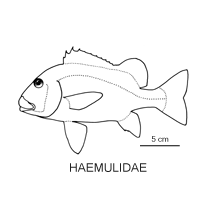 Line drawing of haemulidae