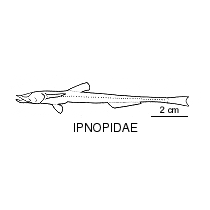 Line drawing of ipnopidae