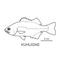 Line drawing of kuhliidae