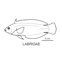 Line drawing of labridae