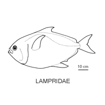 Line drawing of lampridae