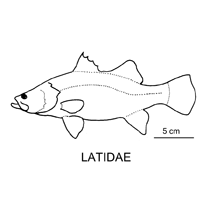 Line drawing of latidae