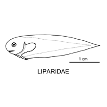 Line drawing of liparidae