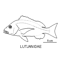 Line drawing of lutjanidae