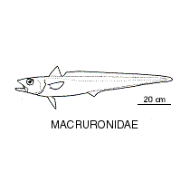Line drawing of macruronidae