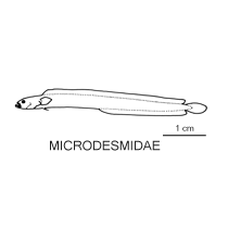 Line drawing of microdesmidae