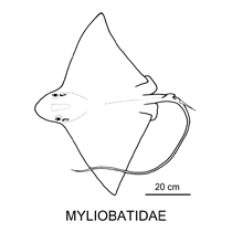 Line drawing of myliobatidae