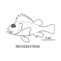 Line drawing of neosebastidae