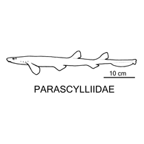 Line drawing of parascylliidae