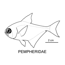 Line drawing of pempheridae