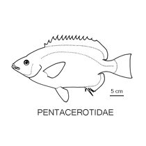Line drawing of pentacerotidae