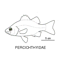 Line drawing of percichthyidae