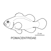 Line drawing of pomacentridae