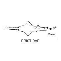 Line drawing of pristidae