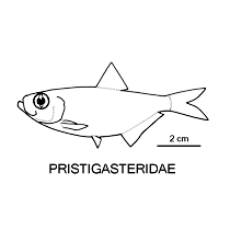 Line drawing of pristigasteridae