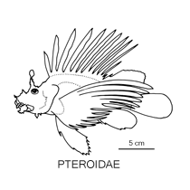 Line drawing of pteroidae