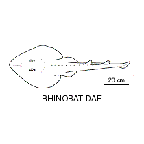 Line drawing of rhinobatidae