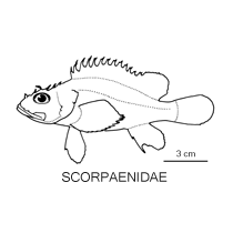 Line drawing of scorpaenidae