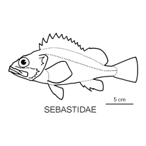 Line drawing of sebastidae
