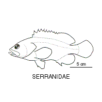 Line drawing of serranidae