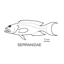 Line drawing of serranidae