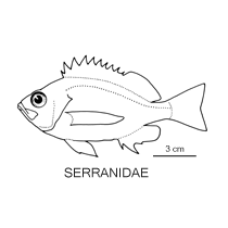 Line drawing of serranidae