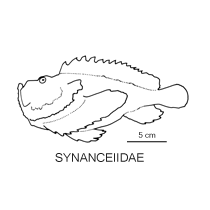 Line drawing of synanceiidae