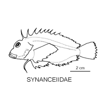 Line drawing of Synanceiidae