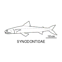 Line drawing of synodontidae