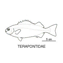 Line drawing of terapontidae