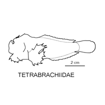 Line drawing of tetrabrachiidae