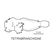 Line drawing of tetrabranchidae