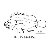 Line drawing of tetrarogidae