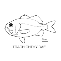 Line drawing of trachichthyidae