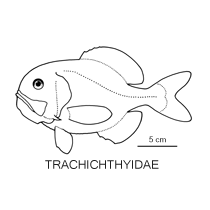 Line drawing of trachichthyidae