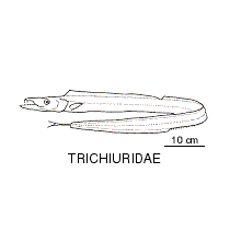 Line drawing of trichiuridae