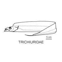 Line drawing of trichiuridae