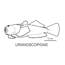 Line drawing of uranoscopidae