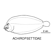 Line drawing of achiropsettidae