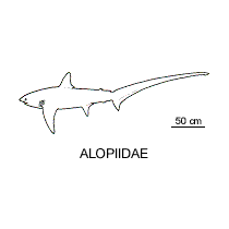 Line drawing of alopiidae