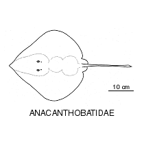 Line drawing of anacanthobatidae
