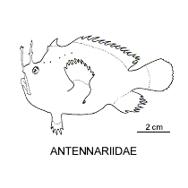 Line drawing of antennariidae