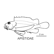 Line drawing of apistidae