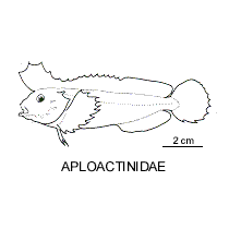 Line drawing of aploactinidae